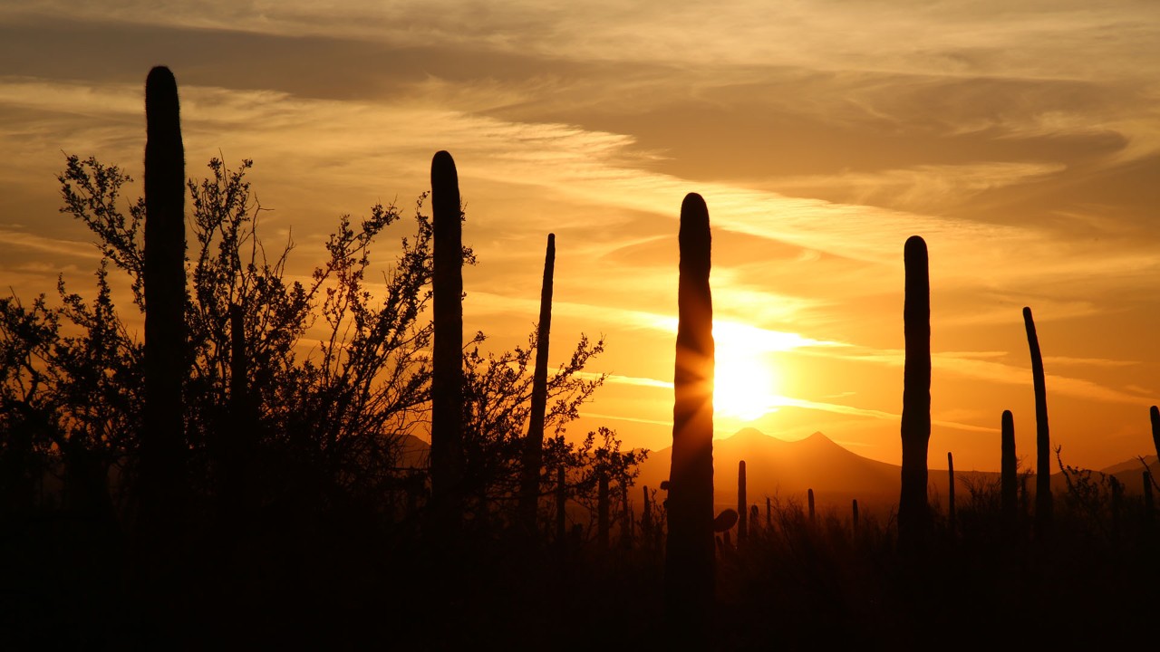 Sunset in Saguaro National Park West