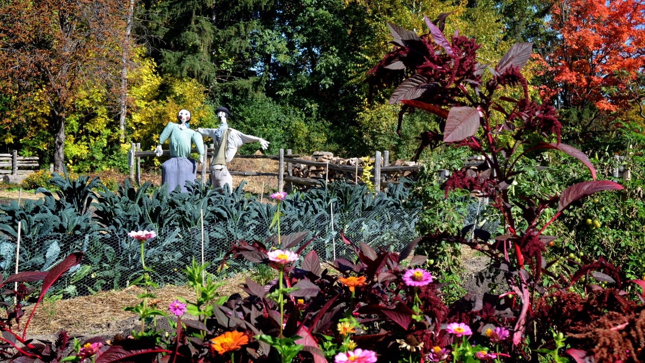 Garden with scarecrows at Black Creek