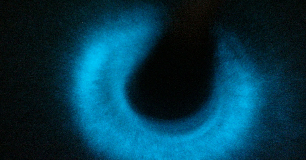 The bioluminescent bay in Vieques is the brightest in the world.