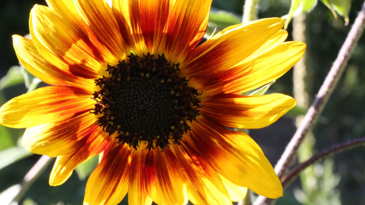 Sunflowers bloom along Highway 12.
