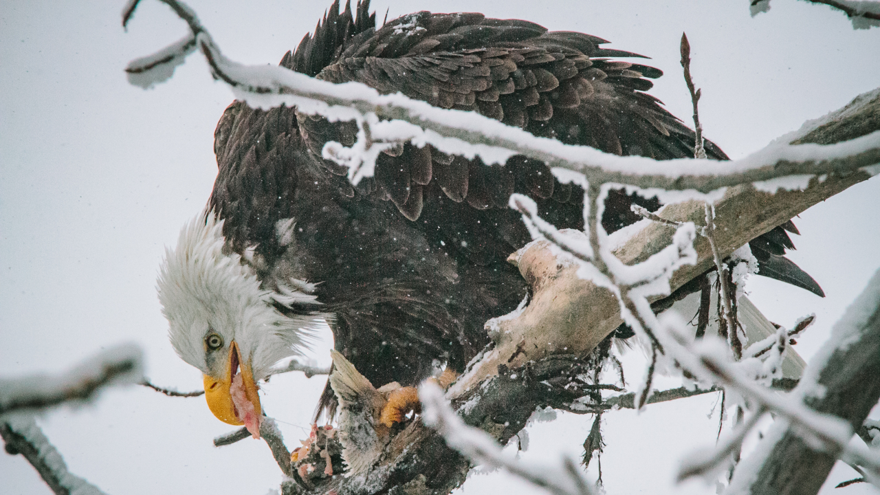 Bald eagle