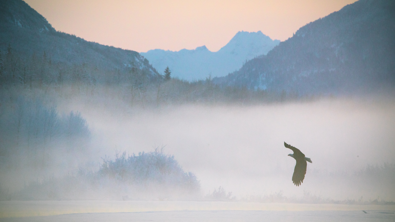 Fog settles in the valley as a bald eagle circles its prey below.