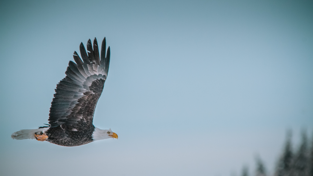 A bald eagle hunts salmon in the Chilkat River.