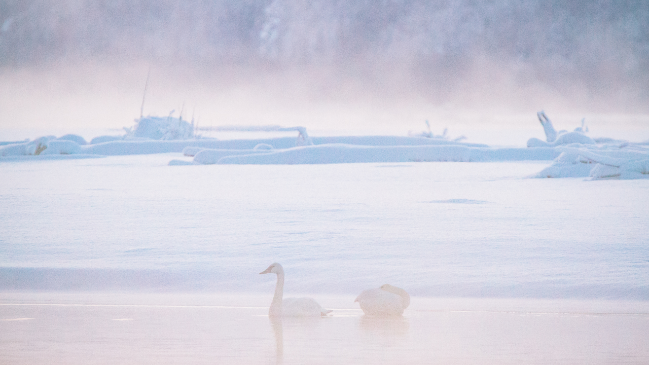 Swans float across placid waters as fog rolls into the Alaska Chilkat Bald Eagle Preserve.