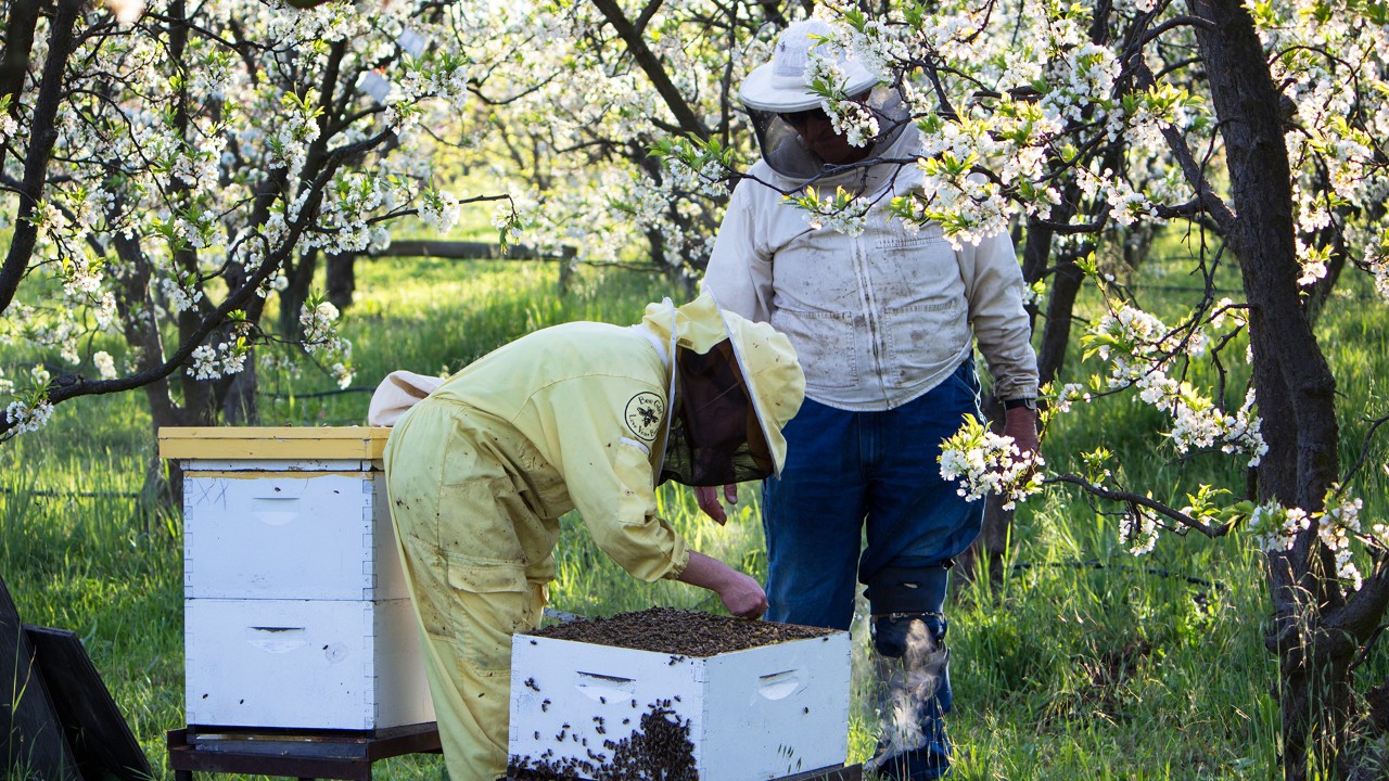 Farmer Al eagerly awaits a taste of fresh honey straight from the beehive. The flavor depends on the plants that bees gather nectar from. Photo by Jay Zschunke
