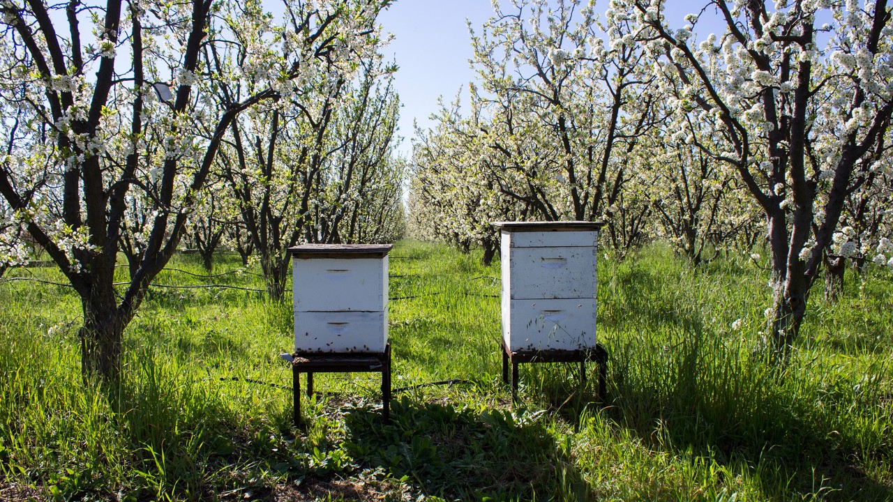 The bees inside each hive take on the personality of its queen bee, who is the mother of most, if not all, the bees. Photo by Jay Zschunke