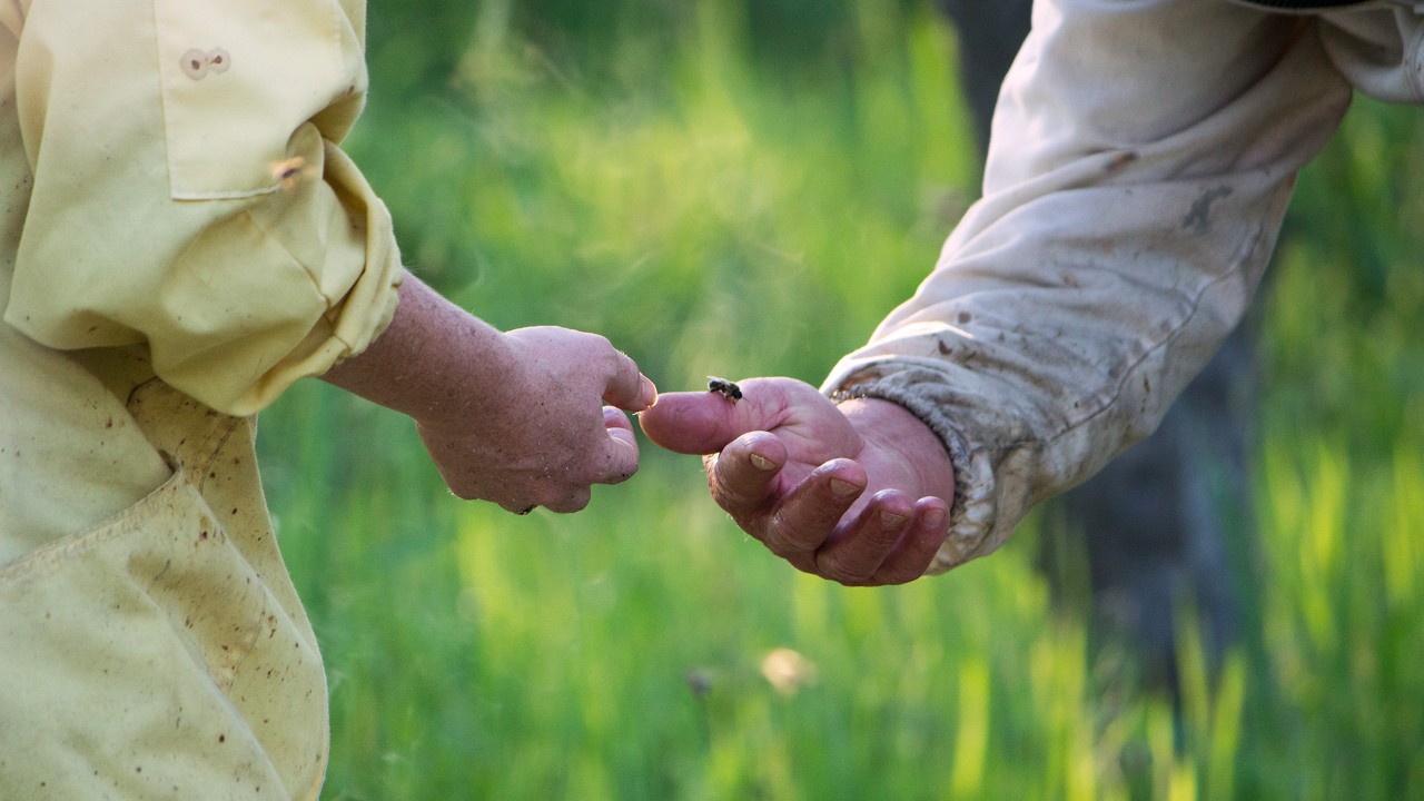 A curious worker bee lands peacefully on Farmer Al’s hand before he and Sarah harvest fresh honey. Photo by Jay Zschunke