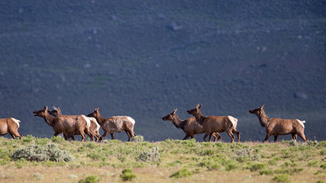 A herd of bison crosses the road at Yellowstone National Park. A herd can include up to 4,000 bison, capable of stopping traffic for some time.