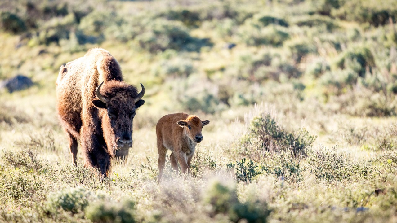 A herd of elk moves during a beautiful afternoon in May. Since elk shed their antlers during March and April, they are typically antler-free at this time of year. 