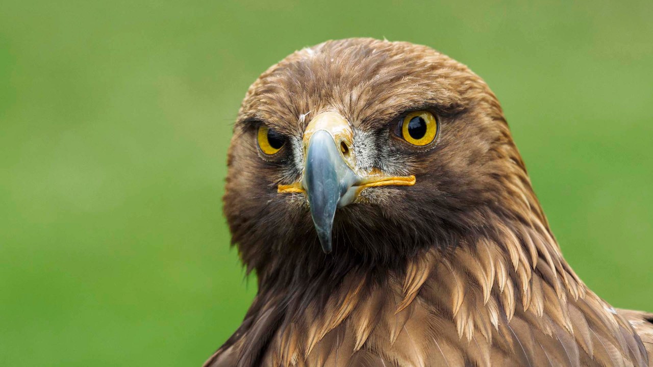 See a raptor up close.