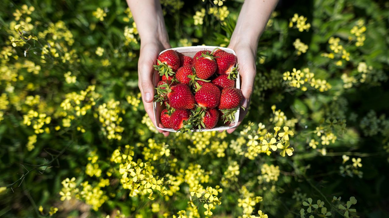 Delicious summer strawberries