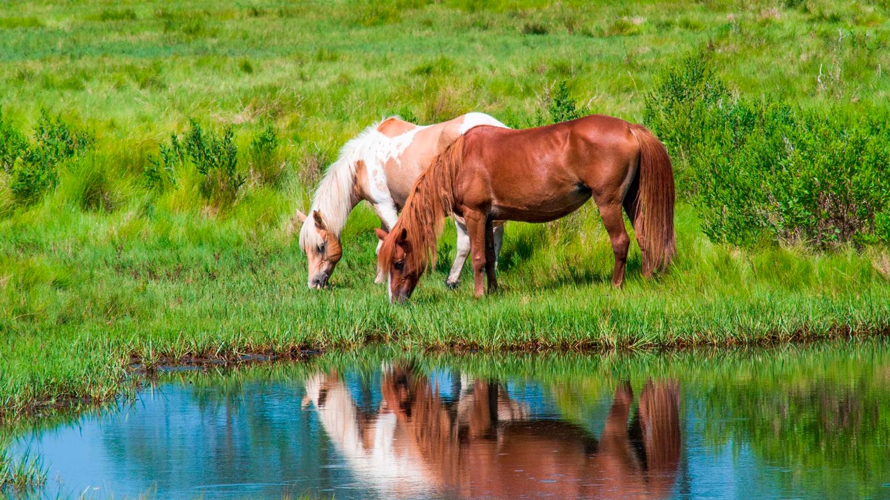 Wild ponies